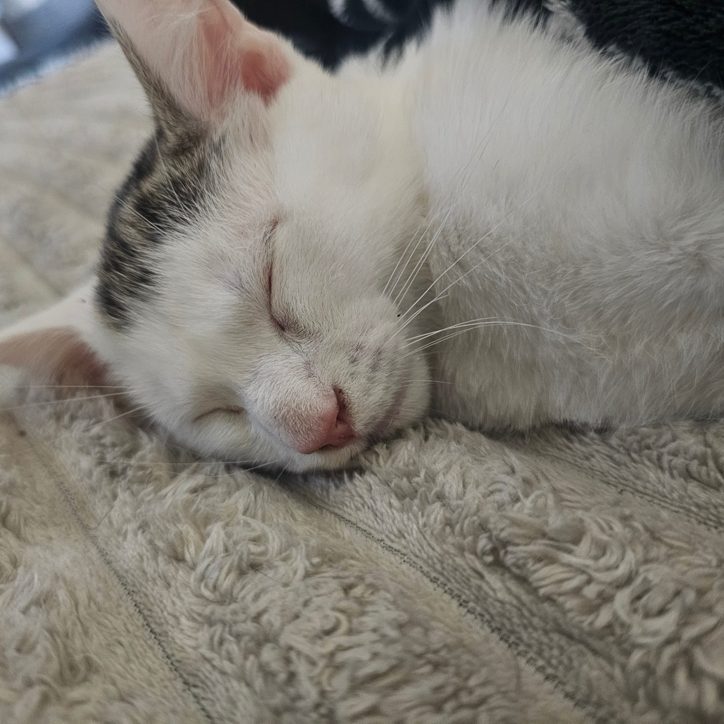 Appa, an adoptable cat