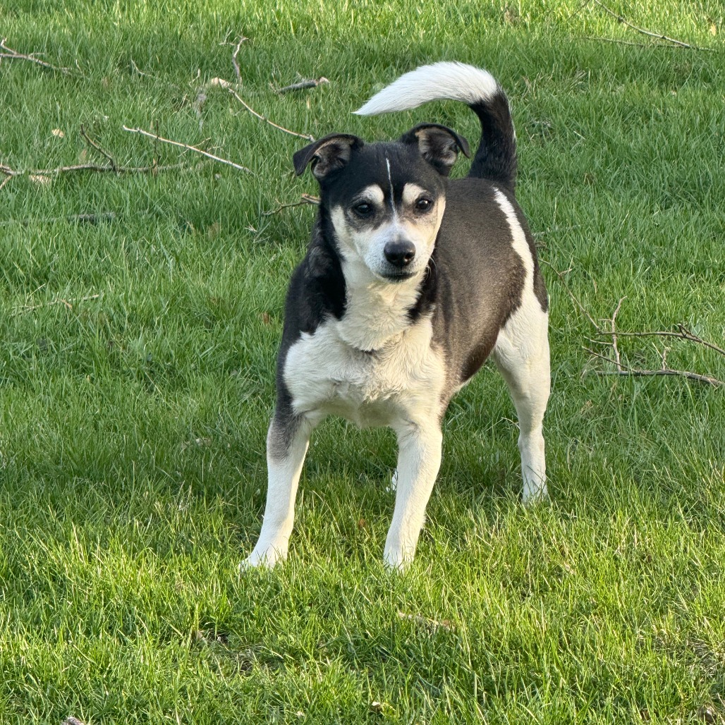 Rex