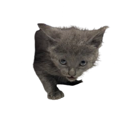 Tusc Stray 81372