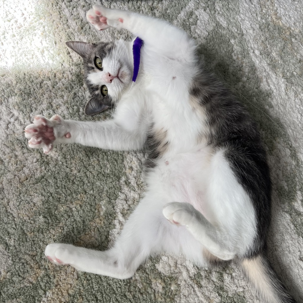 Laguna - Domestic Shorthair