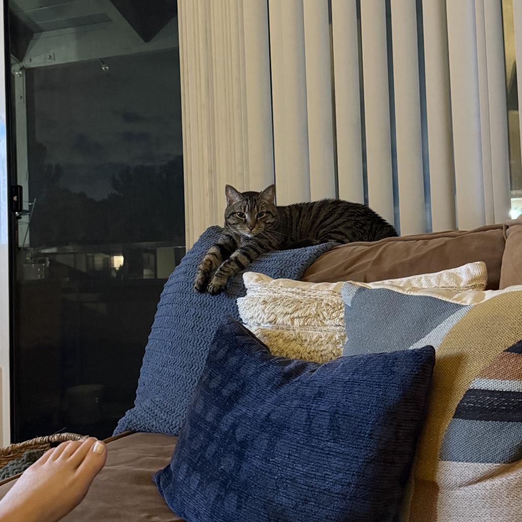 Finn, photo 8