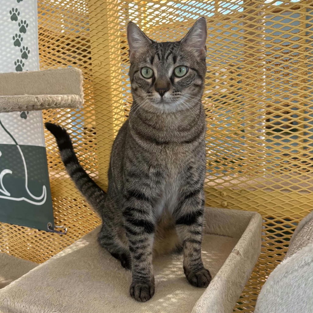 ELLIE - Domestic Shorthair available for adoption