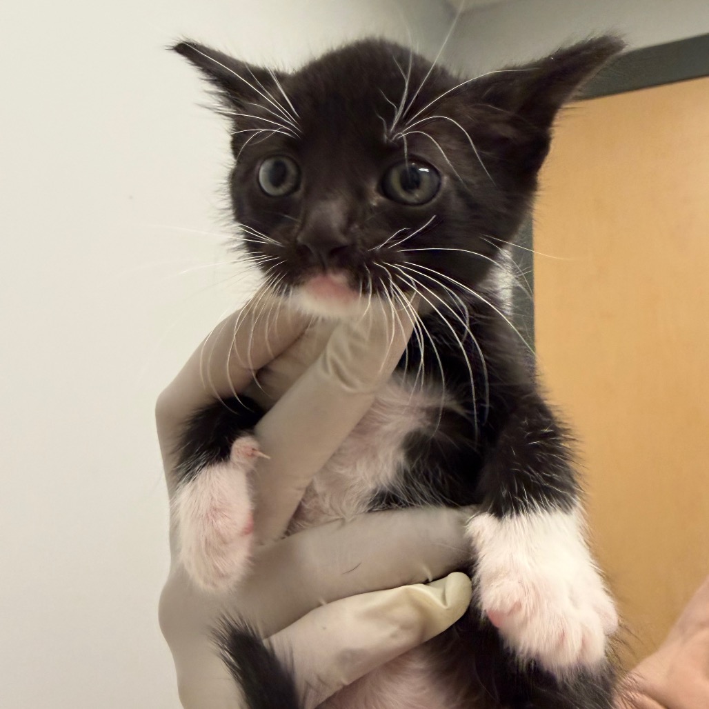 JOUST - Domestic Shorthair available for adoption