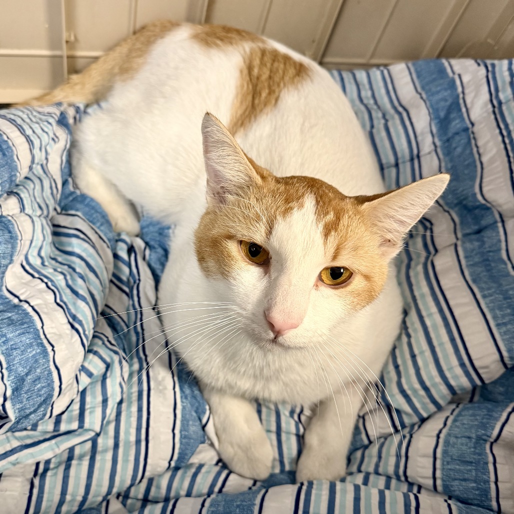 CECE HUGHES - Domestic Shorthair available for adoption