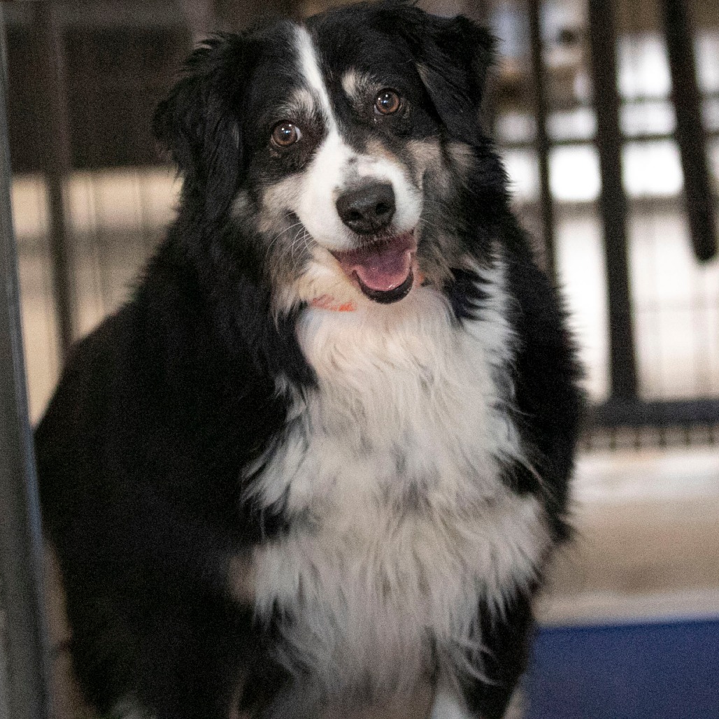 Zoey (MR26-337), photo 2