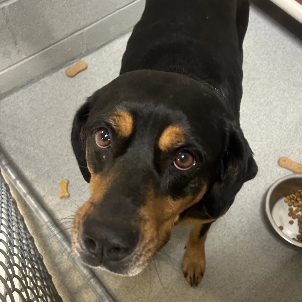 Rottweiler