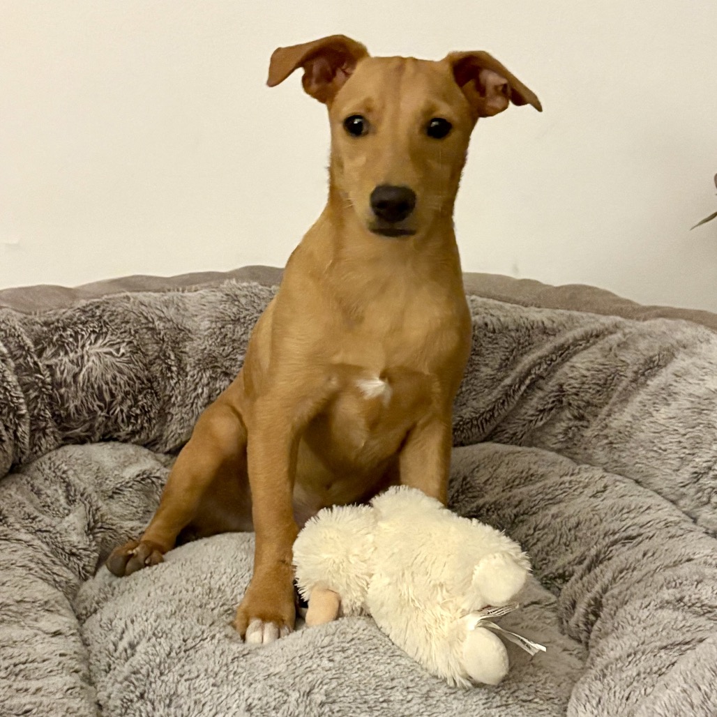 Miso — thumbnail 5