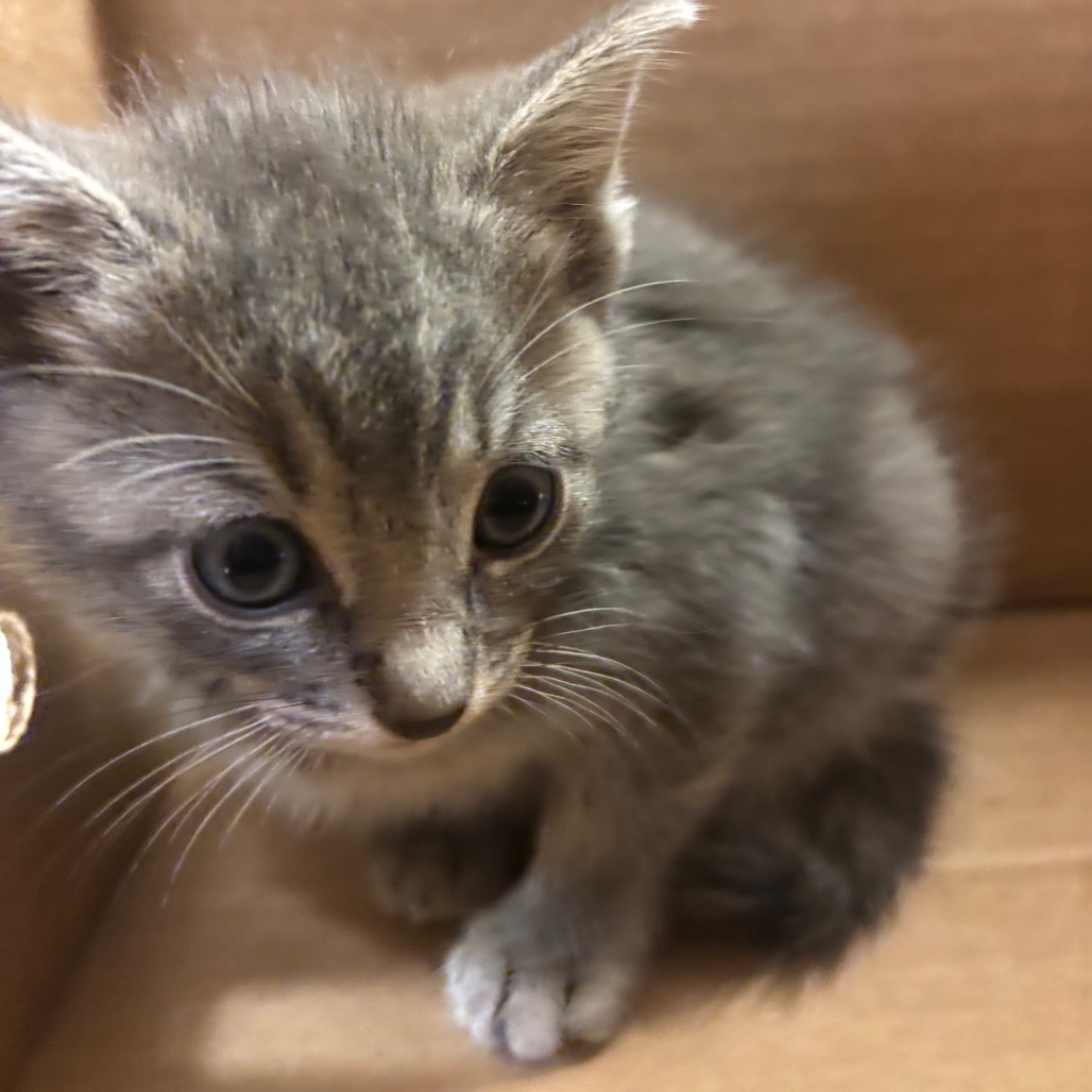 SIX TOES - Domestic Shorthair available for adoption