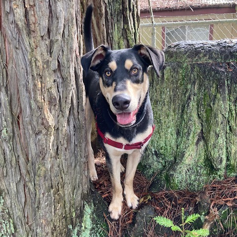 Ripple — thumbnail 4