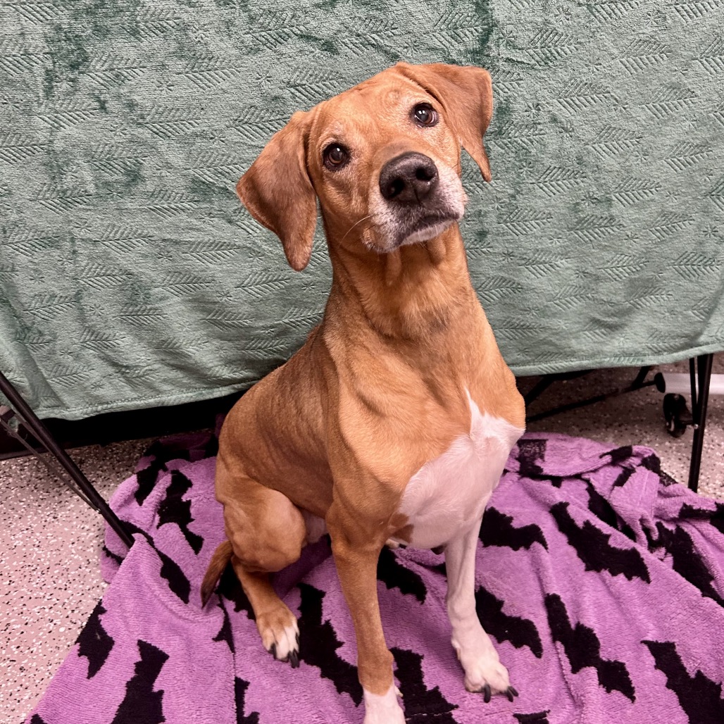BROOKE - Ridgeback / Rhodesian available for adoption