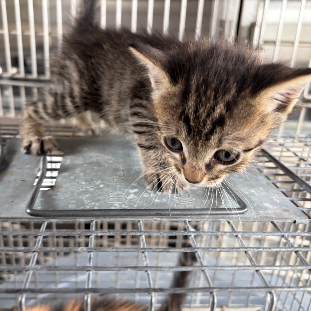BITZY - Domestic Shorthair available for adoption