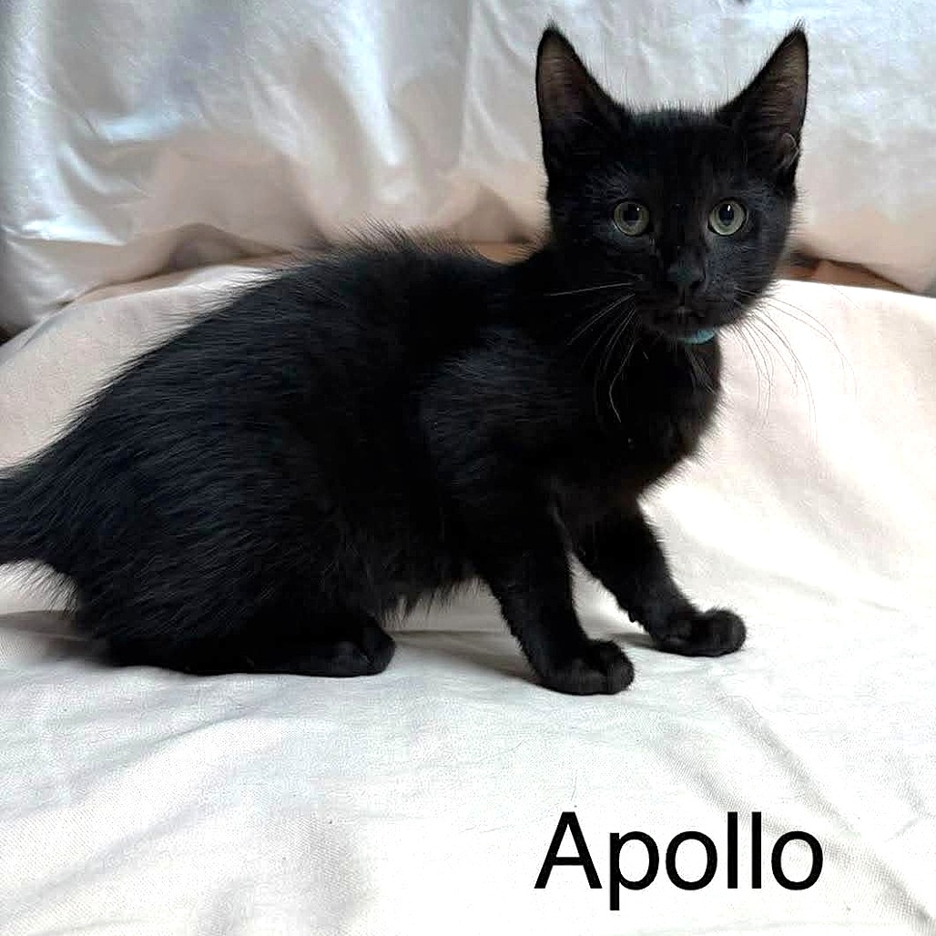 Apollo