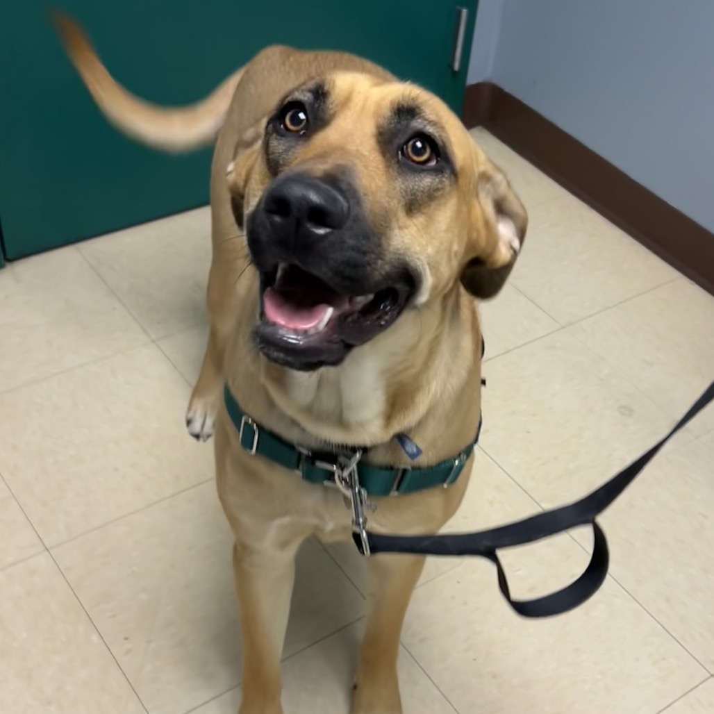 Angel is available for adoption at Humane Animal Welfare Society of ...