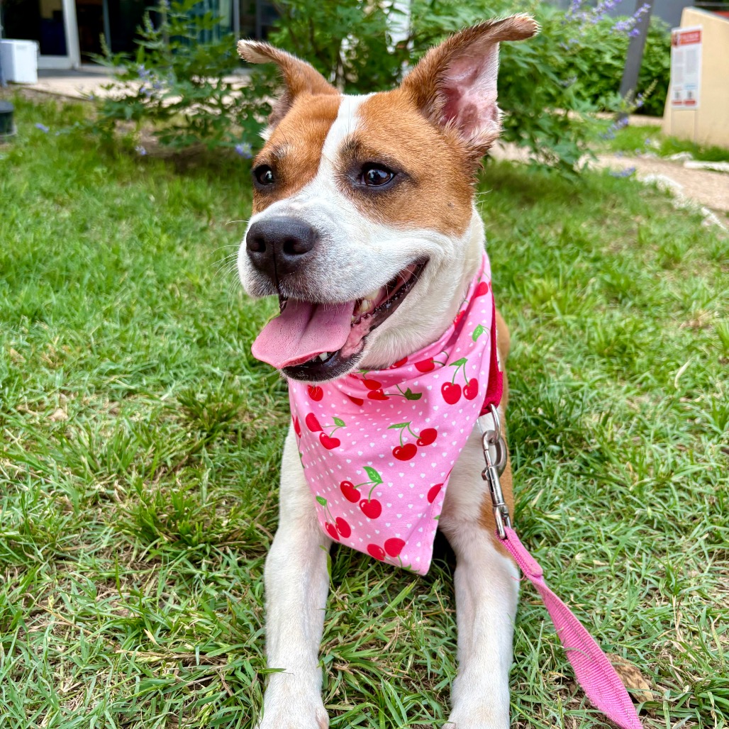 Daisy — thumbnail 8