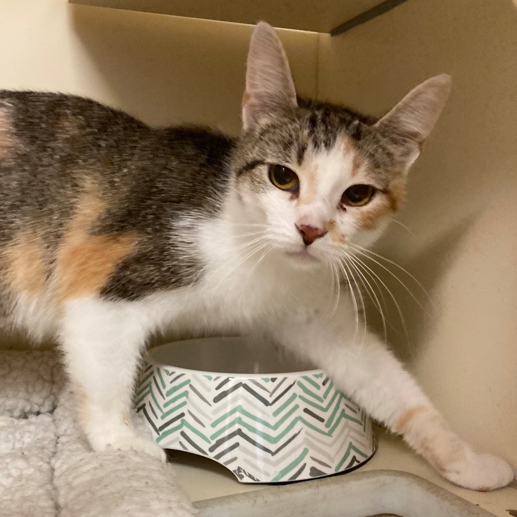 DAIRY QUEEN - Domestic Shorthair for adoption in Dayton
