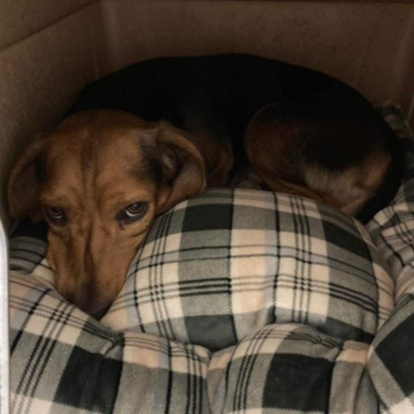 Beagle