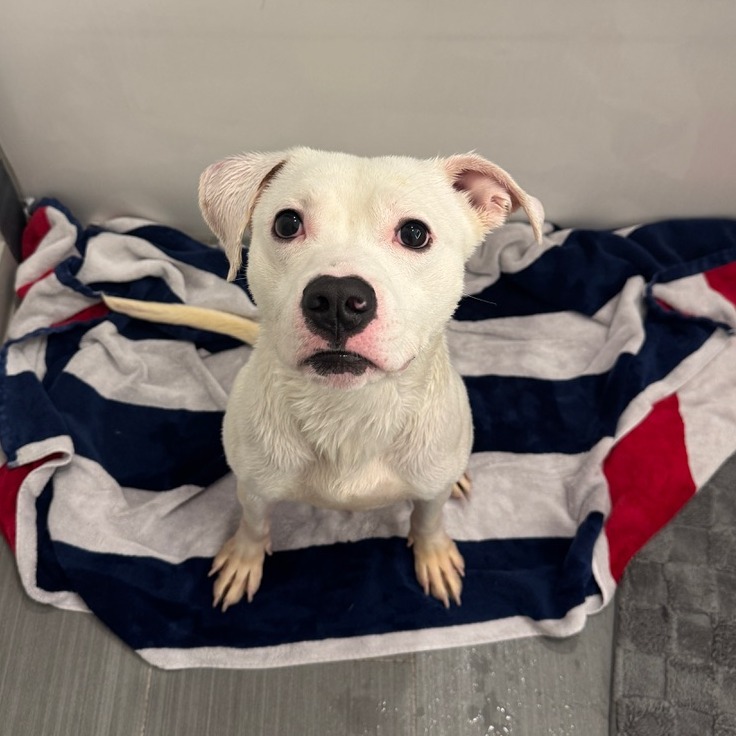 Slim Shady — thumbnail 2