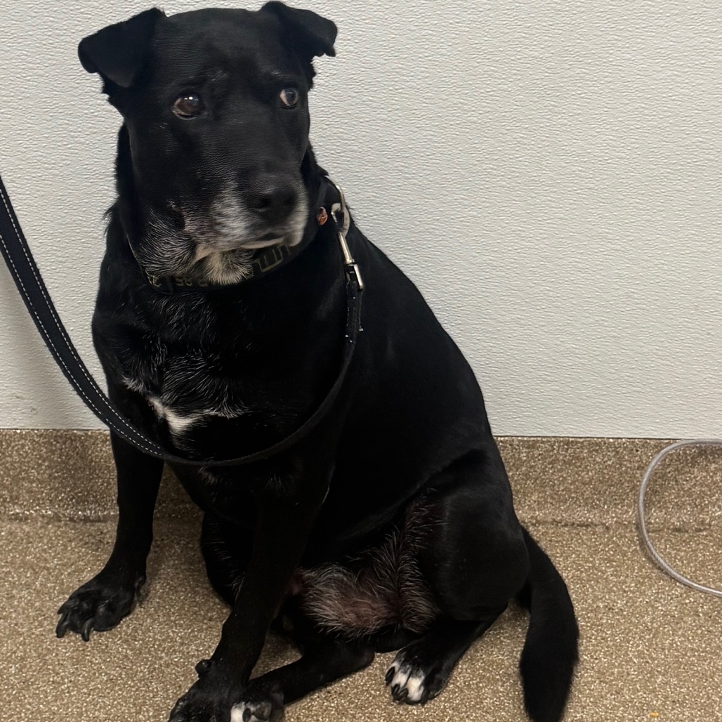 LITTLE BEAR - Mixed Breed (Medium) / Mixed Breed (Medium) available for adoption