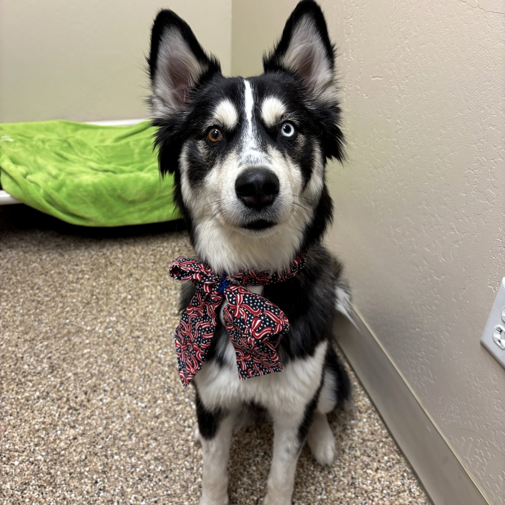 Siberian Husky