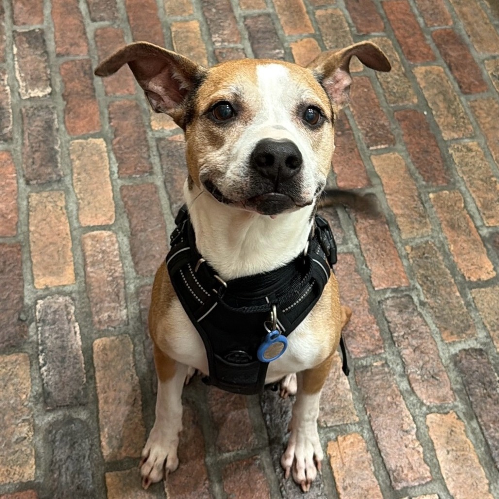 Simon, photo 2