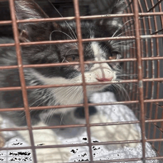 NANI (663633) - Domestic Shorthair available for adoption