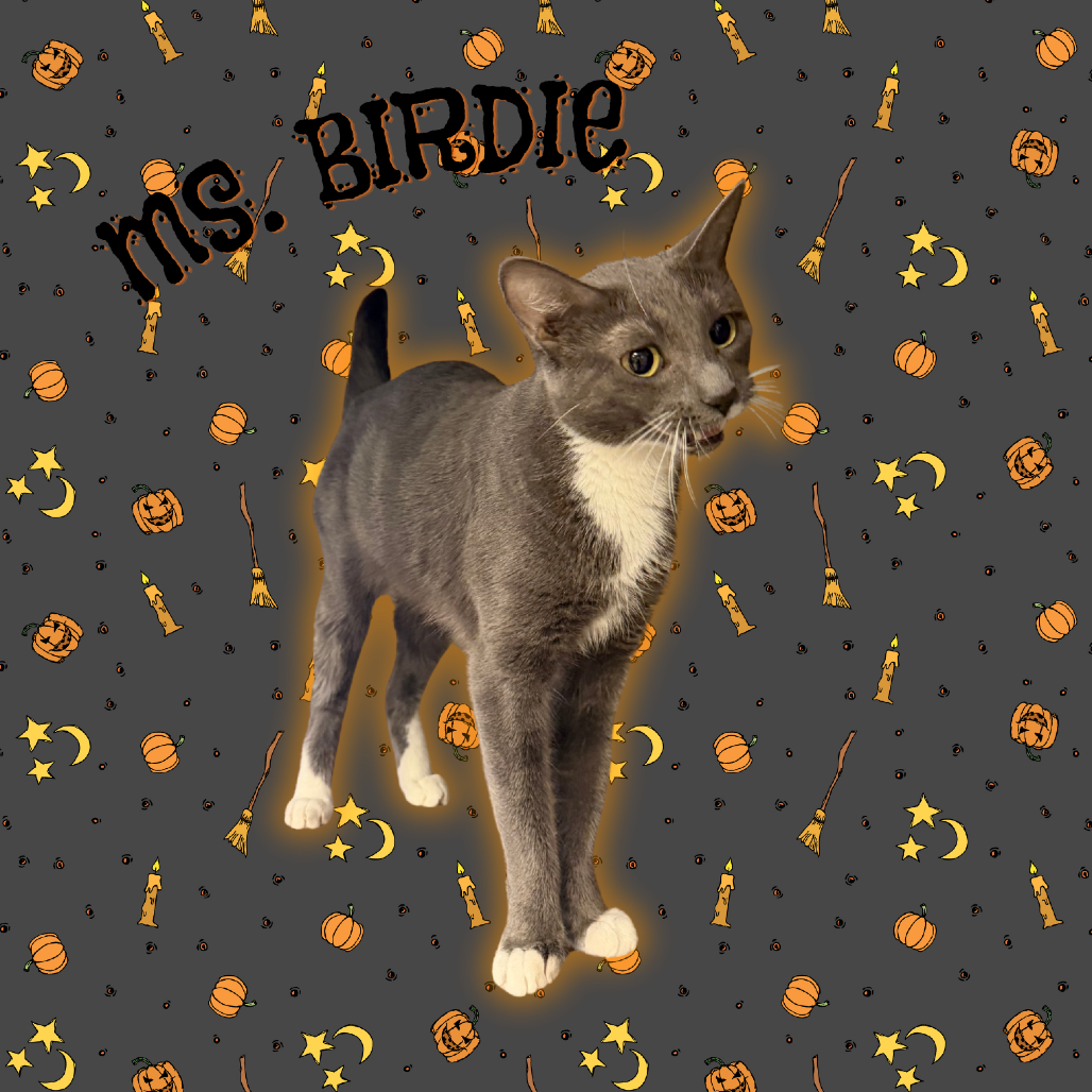 MS. BIRDIE - Domestic Shorthair available for adoption