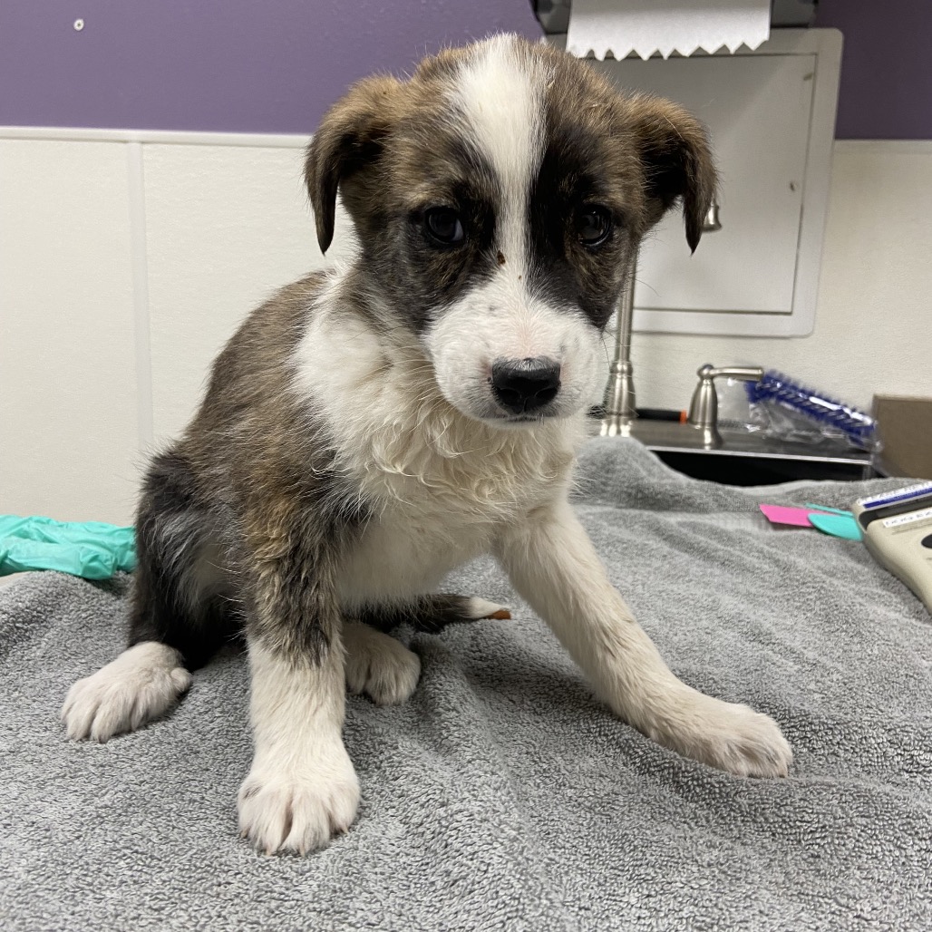 Khan — thumbnail 2