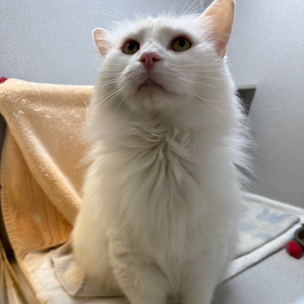 Photo of Casper (and Toby!) 7