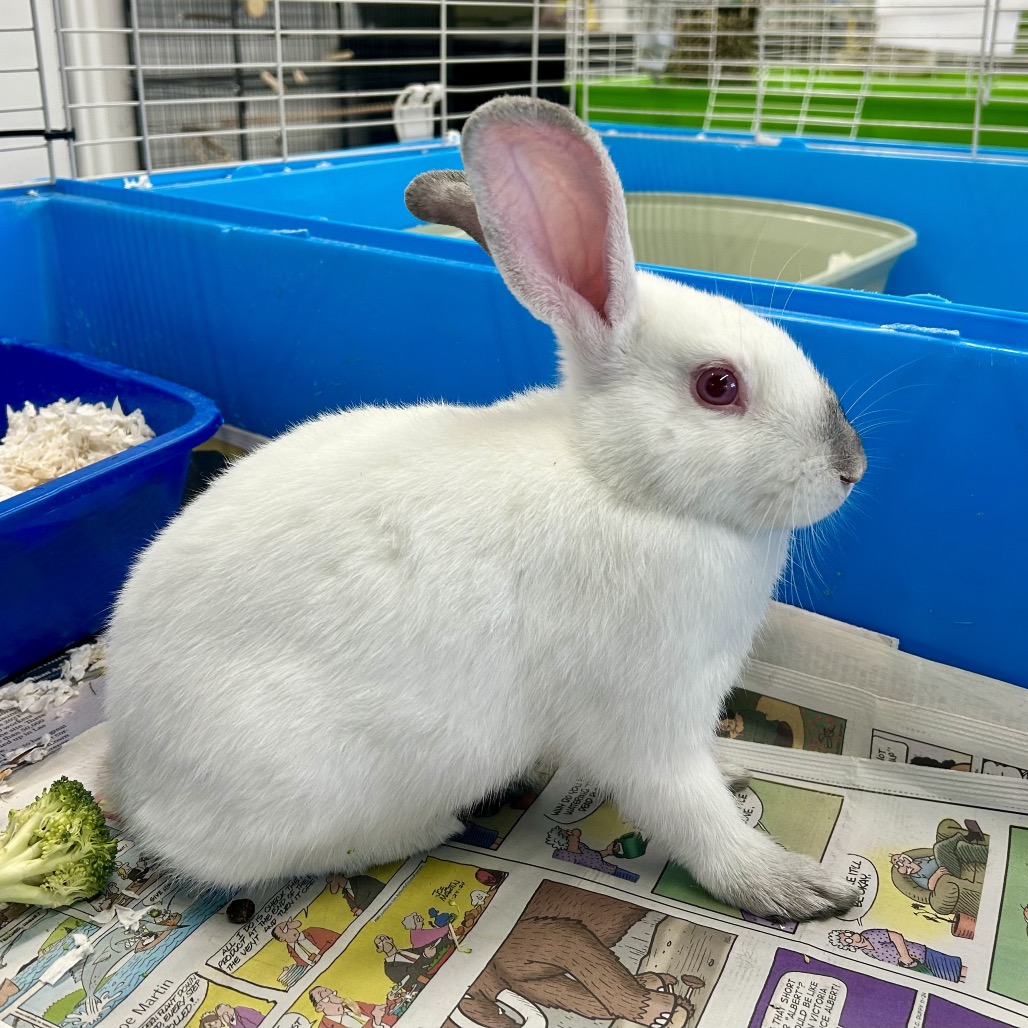 CACTUS - American available for adoption