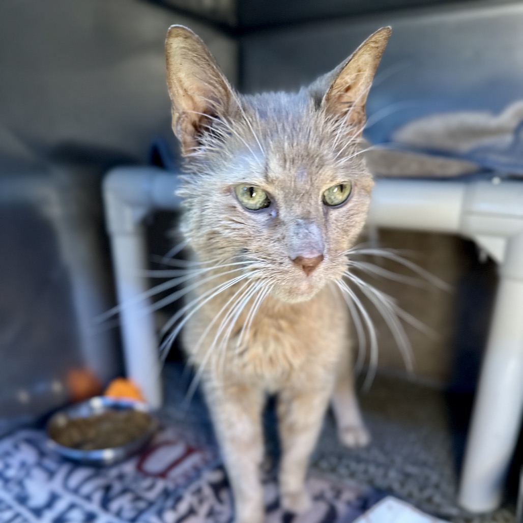 Mozart — thumbnail 4