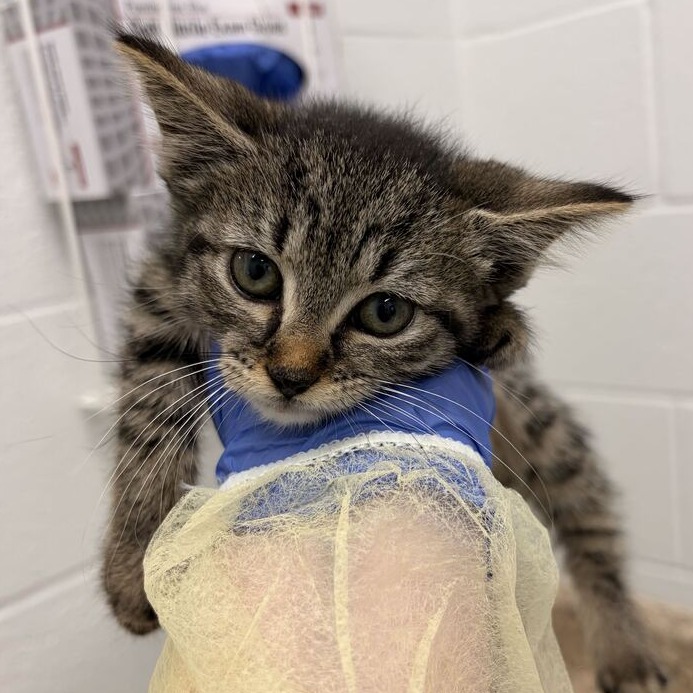 CLAIRE - Domestic Shorthair available for adoption