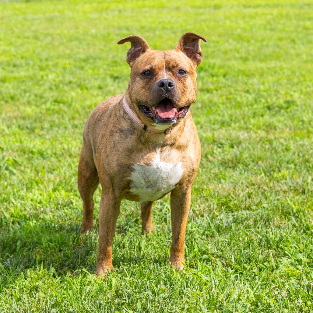 Zeus, adoptable senior dog