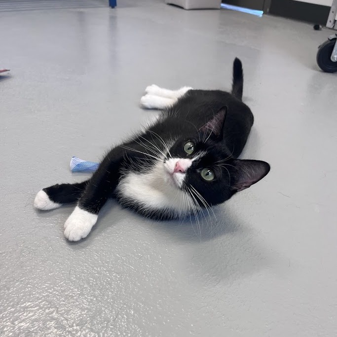 BOOTS - Domestic Shorthair available for adoption