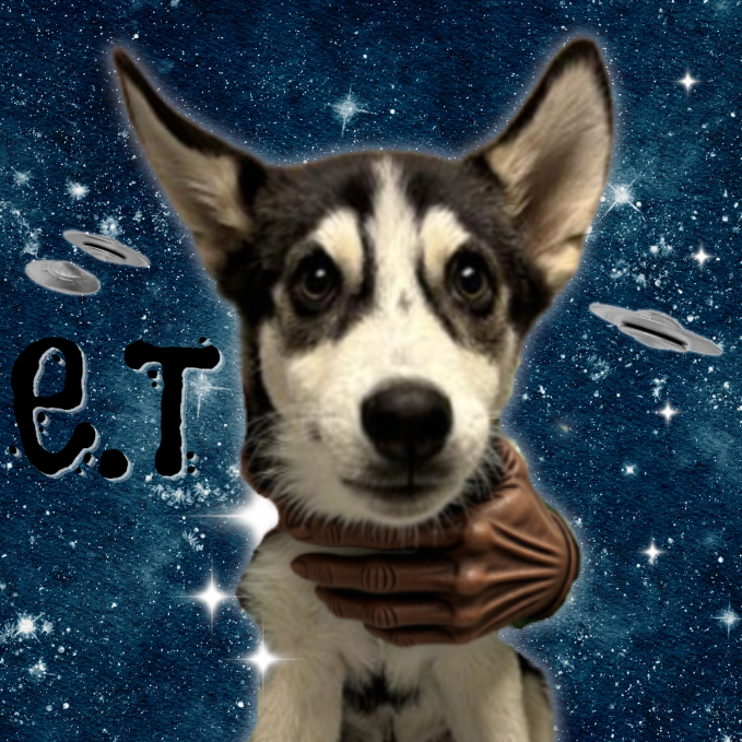 E.T. - Husky available for adoption