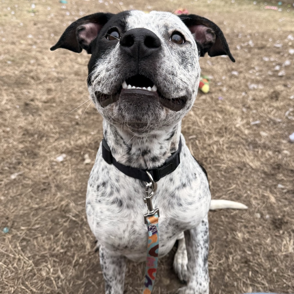 Roscoe — thumbnail 7