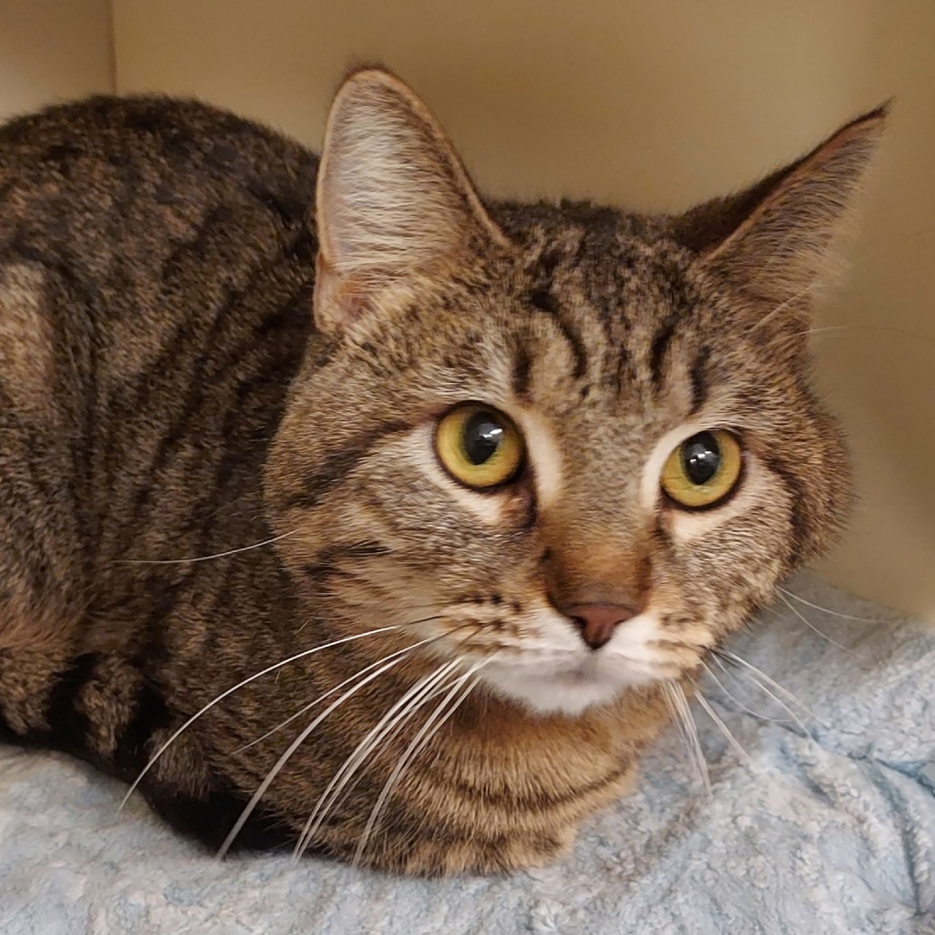 ENZO - Domestic Shorthair available for adoption