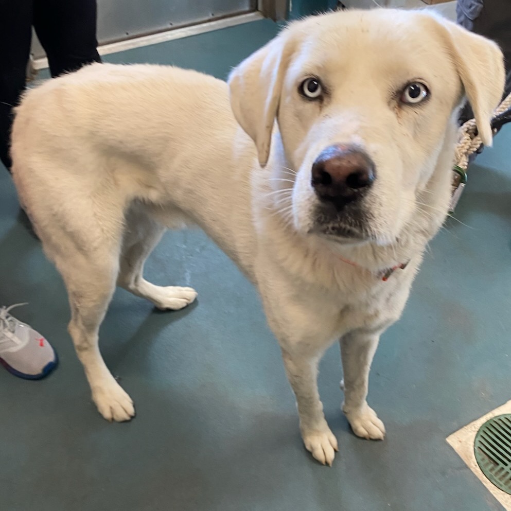 GOOFY — thumbnail 8