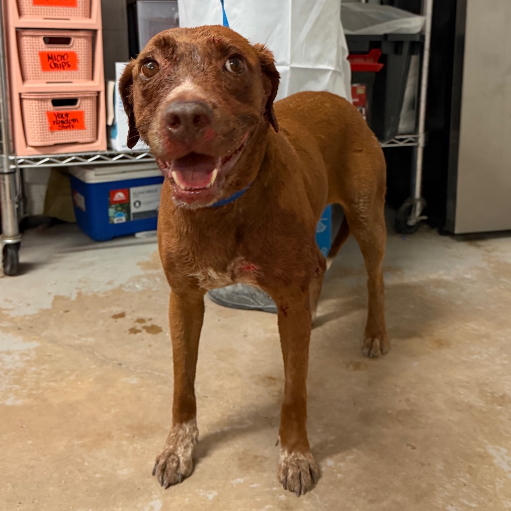 MISS AUTUMN - Terrier, Pit Bull / Mixed Breed (Medium) available for adoption