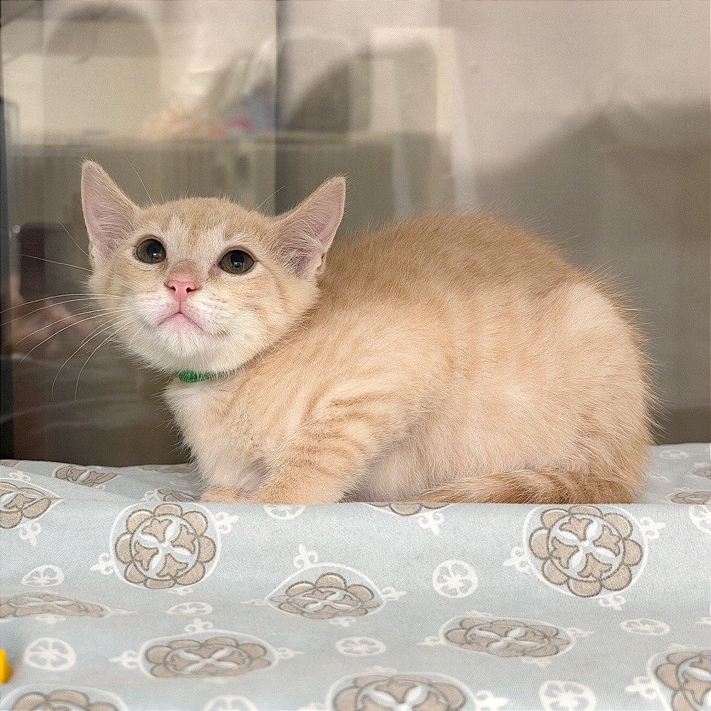 CASHMERE (GRN) - Domestic Shorthair / Domestic Shorthair available for adoption
