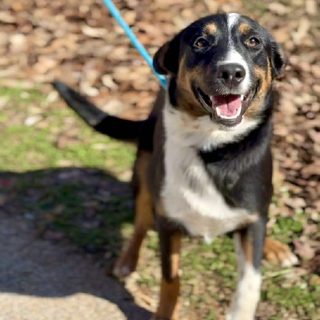 OLIVER - Mixed Breed (Medium) available for adoption