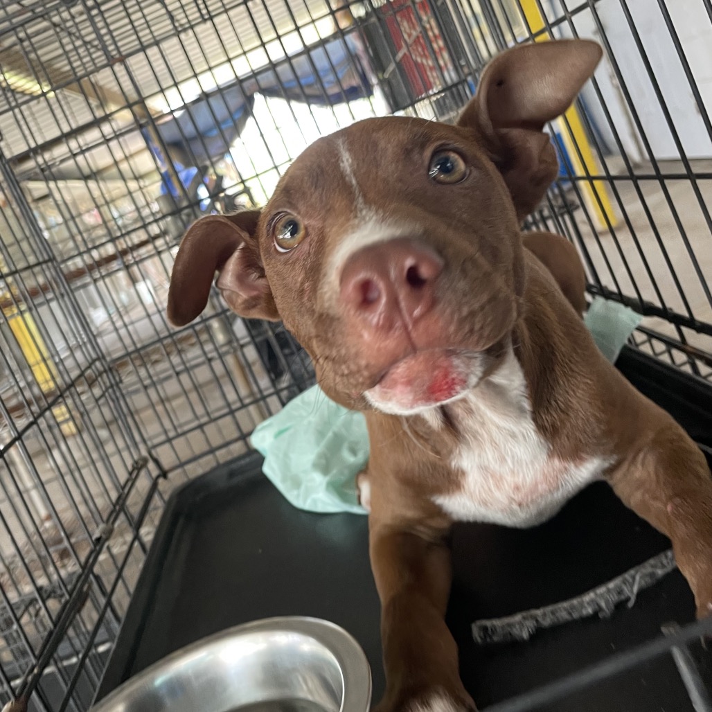 C-3P0 - Terrier / American Staffordshire available for adoption