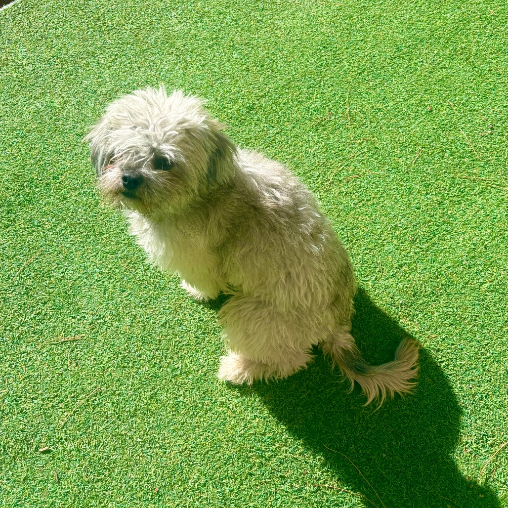 FLOPSY - Mixed Breed (Small) available for adoption