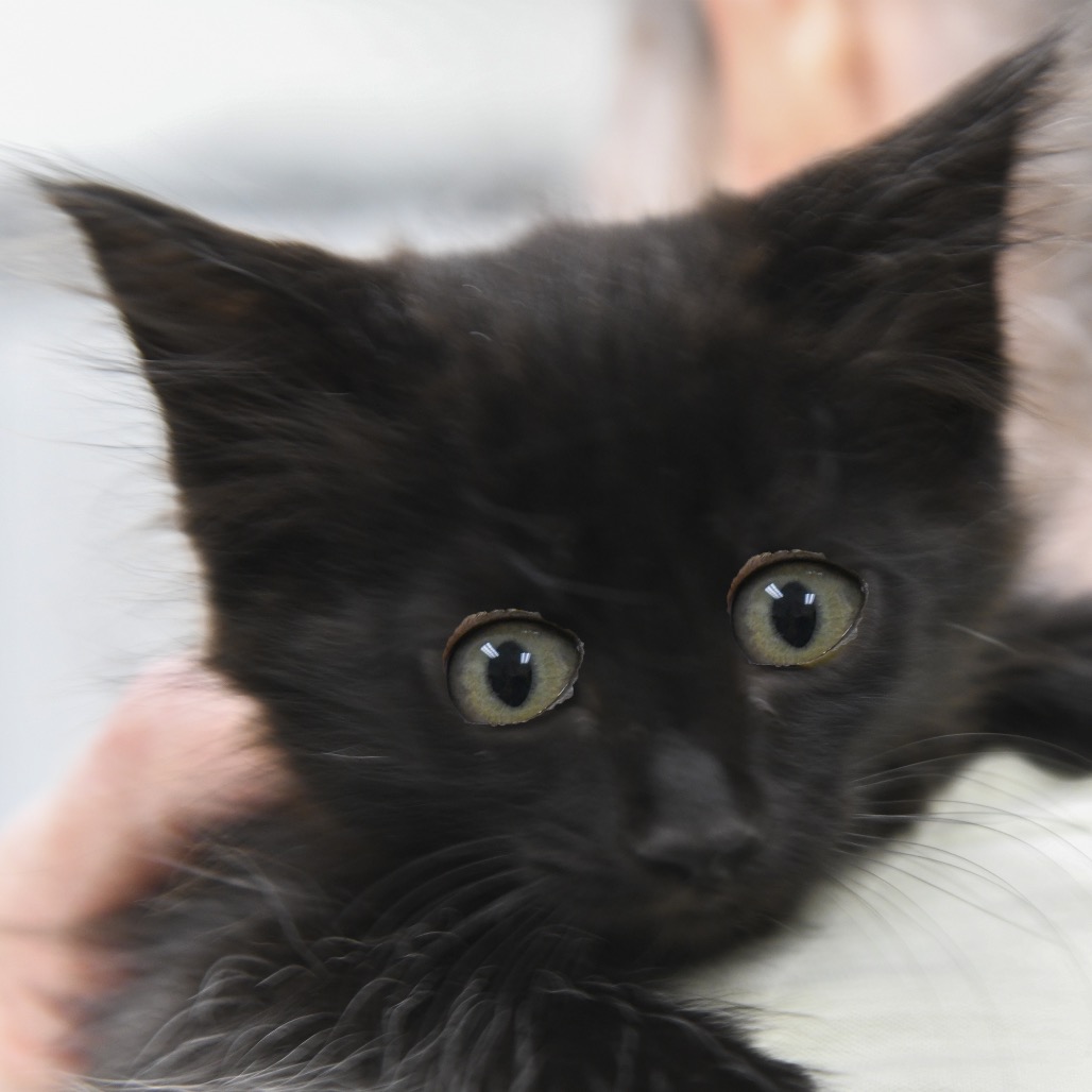 Bearss - Domestic Shorthair