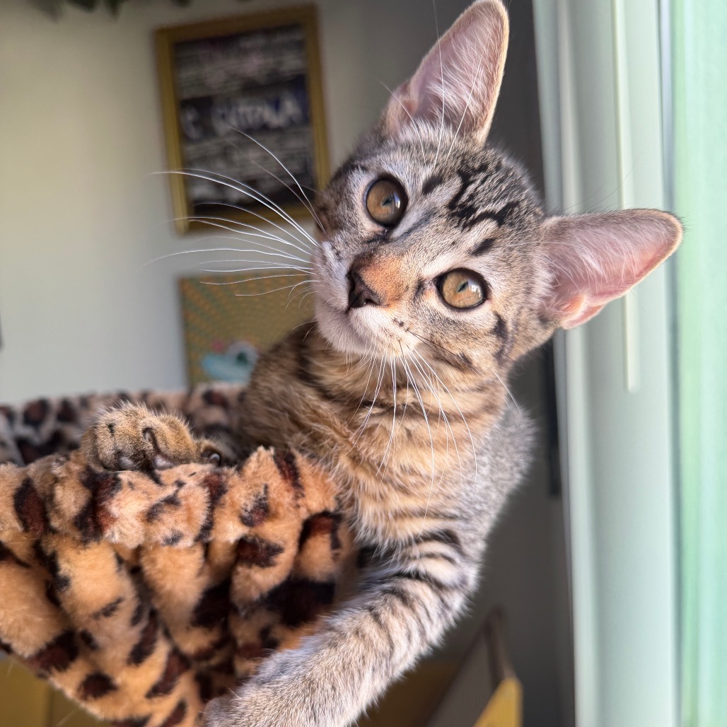 CHIMICHURRI - Domestic Shorthair available for adoption