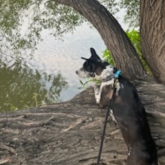 Beesly, photo 10