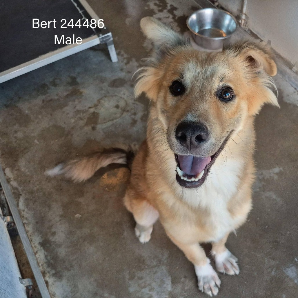 BERT - Shepherd, Australian / Mixed Breed (Medium) available for adoption