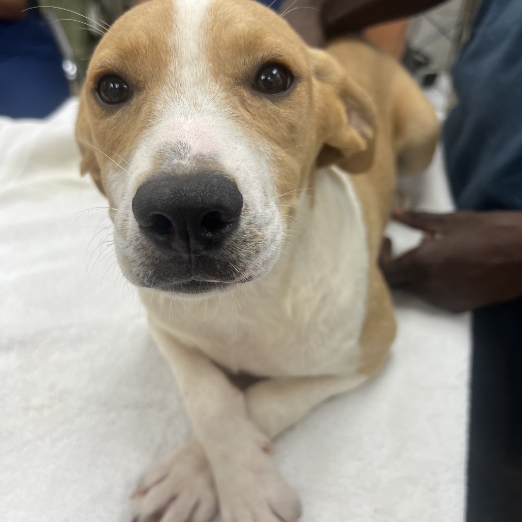 VADAR - Unknown available for adoption