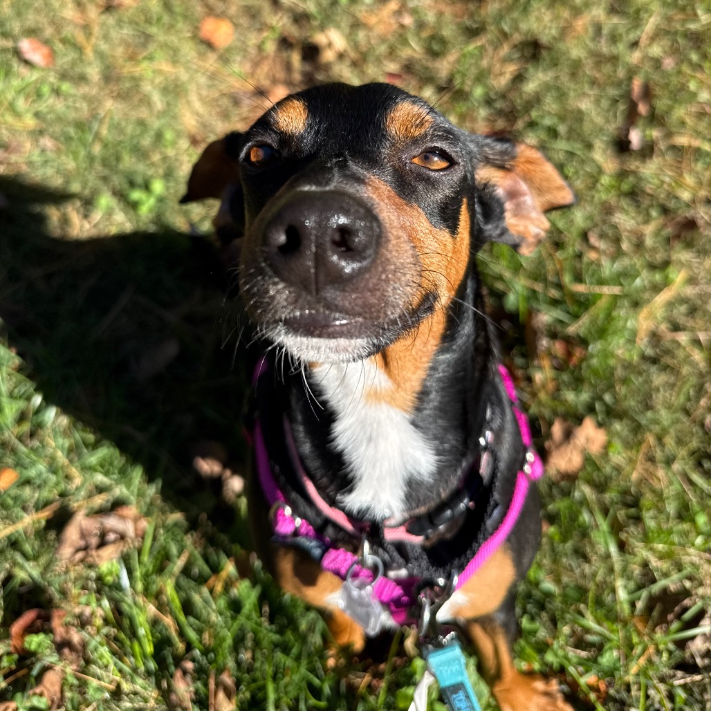 Trixie, photo 7