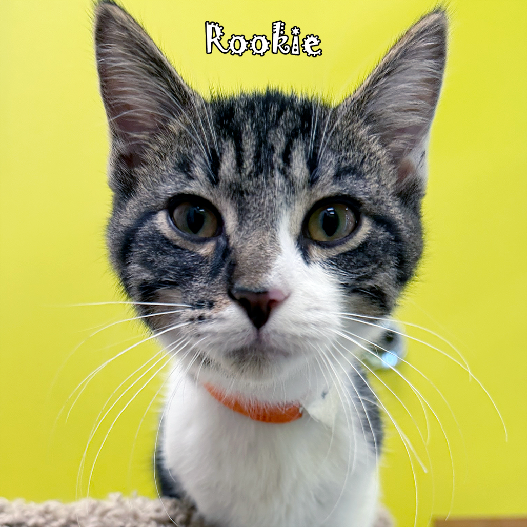 Rookie, an adoptable cat