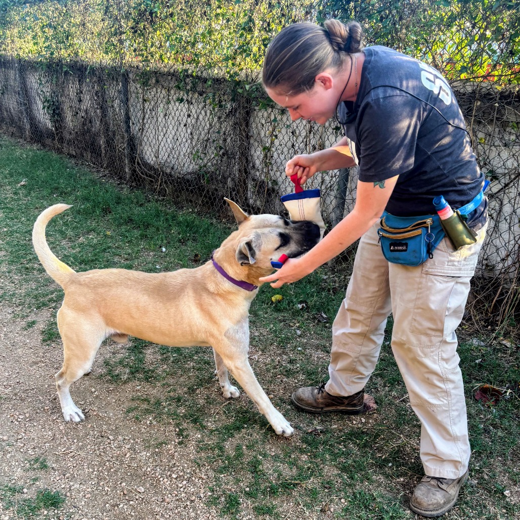 Neko — thumbnail 8